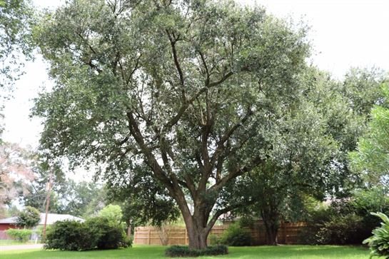 David Scott Young - Photo 27