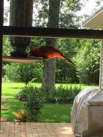 David Scott Young - Photo 84