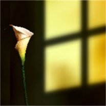 Damein Brocato - Photo 6