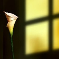 Donna Gayle Franklin - Photo 19