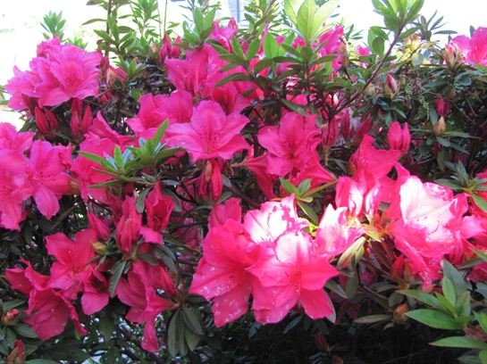 Dean Barrios — photo 6