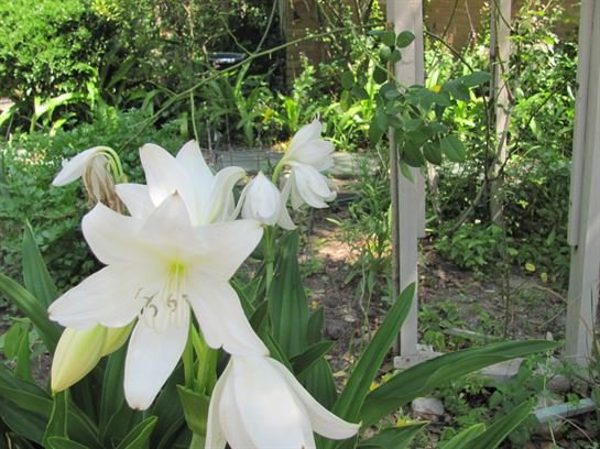 Dean Barrios - Photo 24