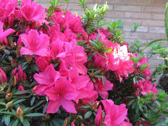 Dean Barrios — photo 77