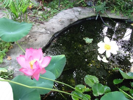 Dean Barrios - Photo 95