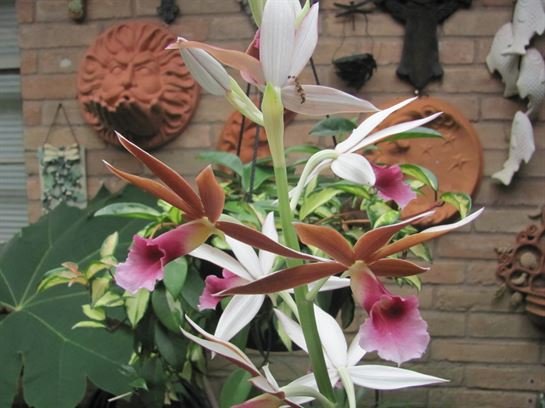 Dean Barrios - Photo 97