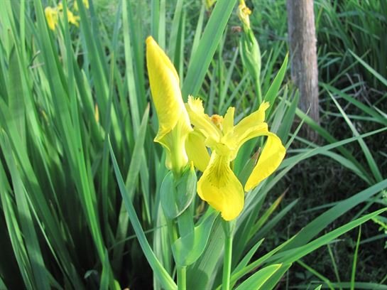 Dean Barrios - Photo 109