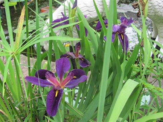 Dean Barrios - Photo 117