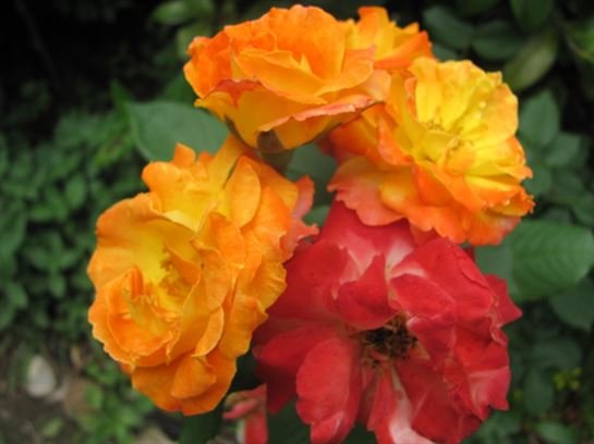 Dean Barrios - Photo 119