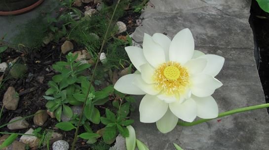 Dean Barrios - Photo 121