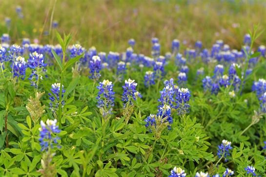 Jenean Van Benthuysen - Photo 45