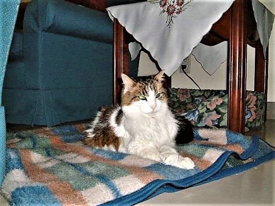 Jenean Van Benthuysen - Photo 117