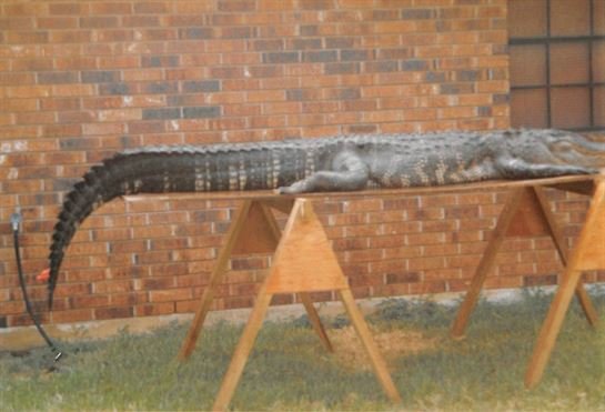 Zerl Wayne Bielecki - Photo 38