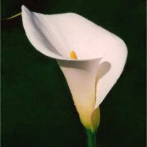 Dennis H. Lee - Photo 2