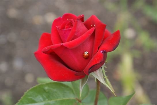 Donna Lynn Wilson - Photo 9