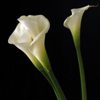 Sara Elizabeth Green Bertles - Photo 3