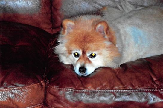 Chiya Kato Staley - Photo 7