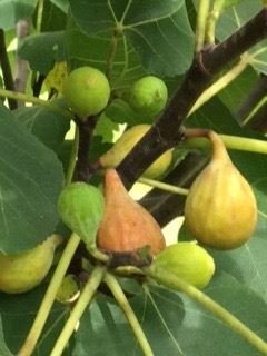 Marshall Wayne Dougharty Sr. - Photo 36