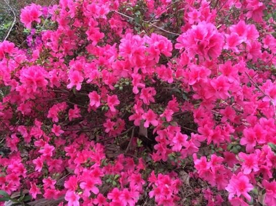 Marshall Wayne Dougharty Sr. - Photo 52