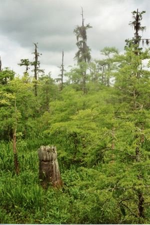 Mildred Louise Brent - Photo 65