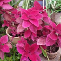 Patricia Gail Collier - Photo 2