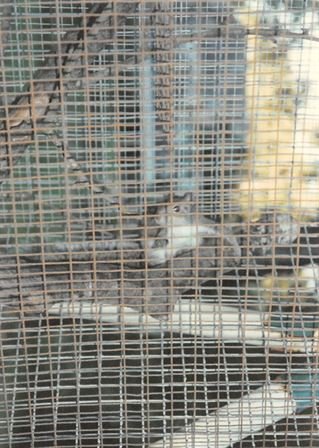 Horace Lloyd Craig - Photo 55