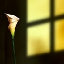 Ray Shaffer - Photo 2