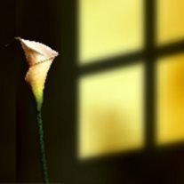 Jacqueline Lucille Craft - Photo 2