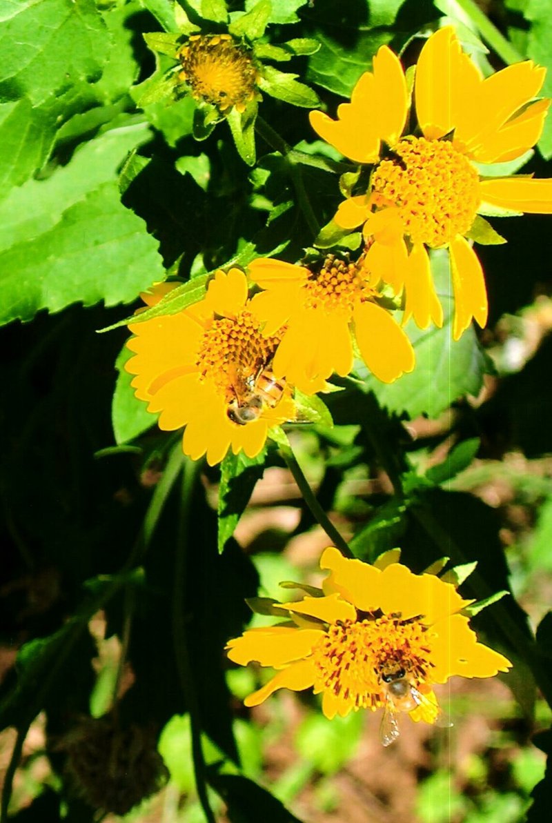 Joyce Victoria Burton - Photo 47