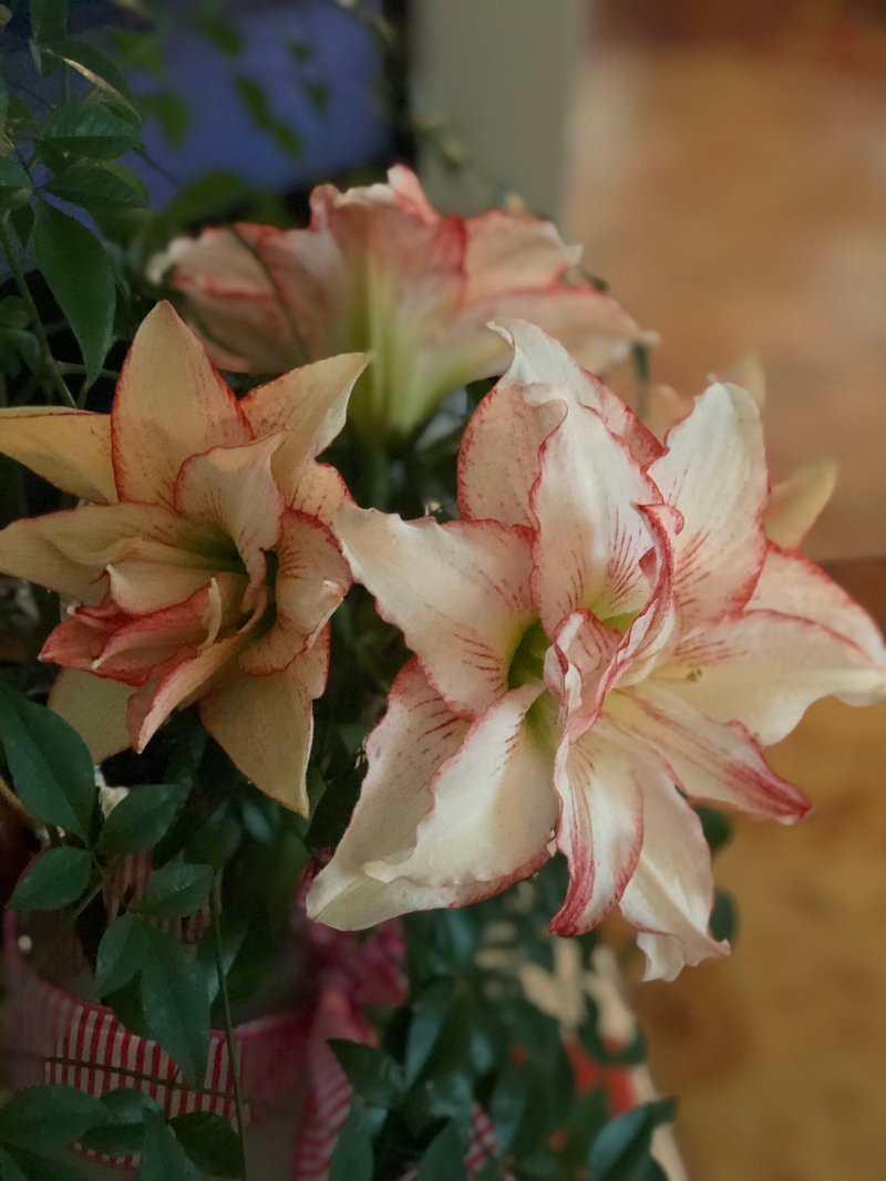 Margene Smith Mitchell - Photo 145