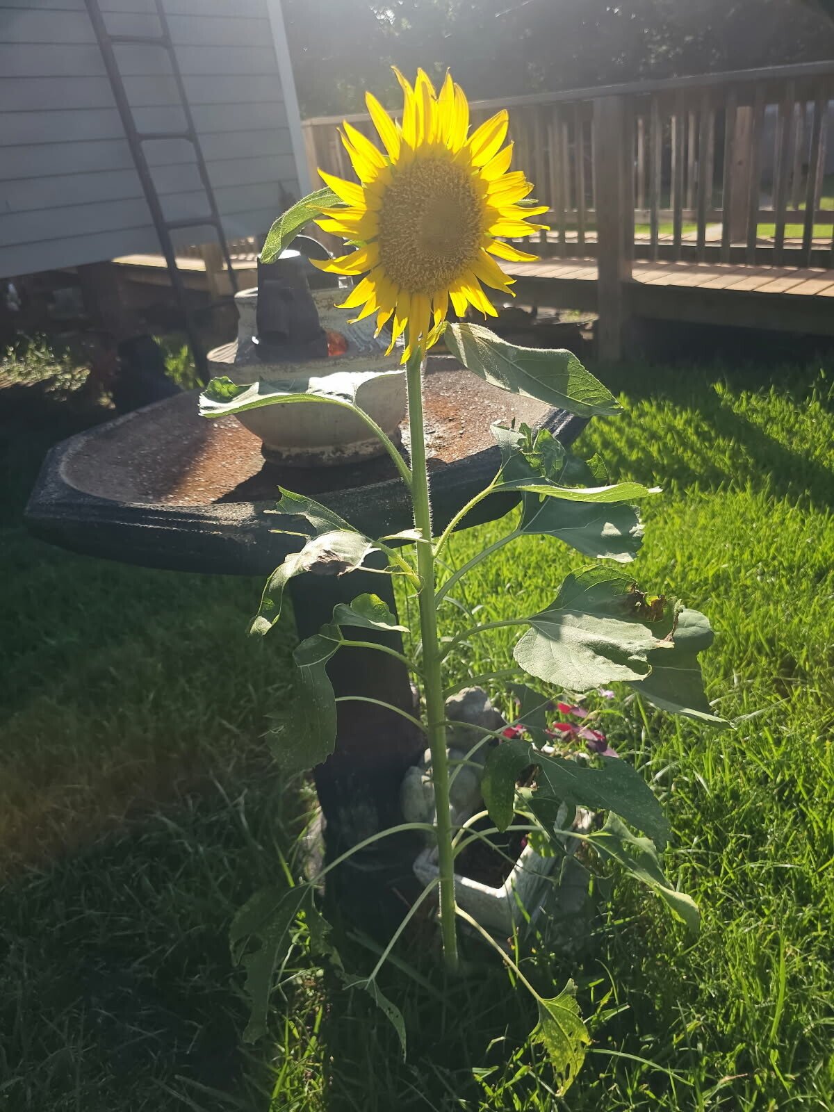 Lisa Marie Brayton Stanley-Granger — photo 4