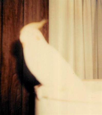 Laura Navarre - Photo 42