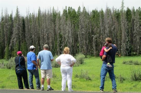 Connie Sue James - Photo 49