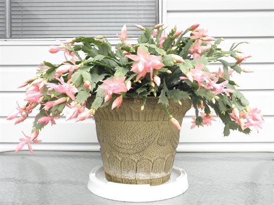 Vera Mae Perry - Photo 25