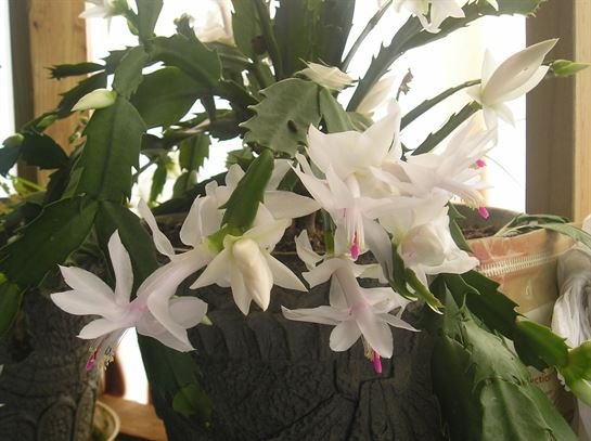 Vera Mae Perry - Photo 33