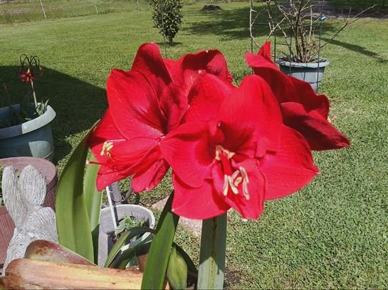 Vera Mae Perry - Photo 65