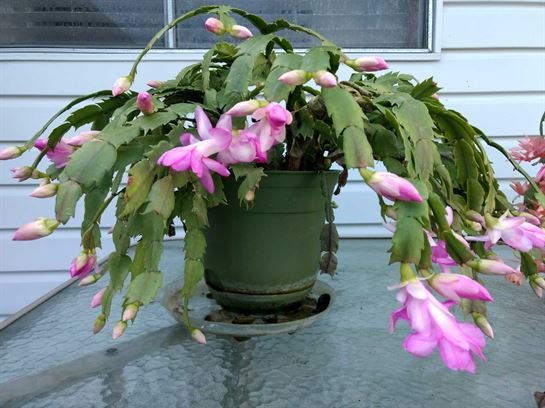 Vera Mae Perry - Photo 108