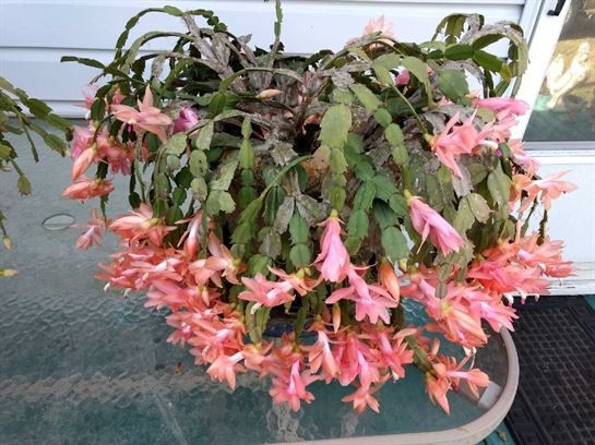 Vera Mae Perry - Photo 115