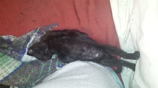 Tammie Marie Hollis Zerko - Photo 32