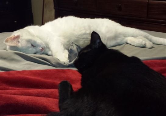 Tammie Marie Hollis Zerko - Photo 37