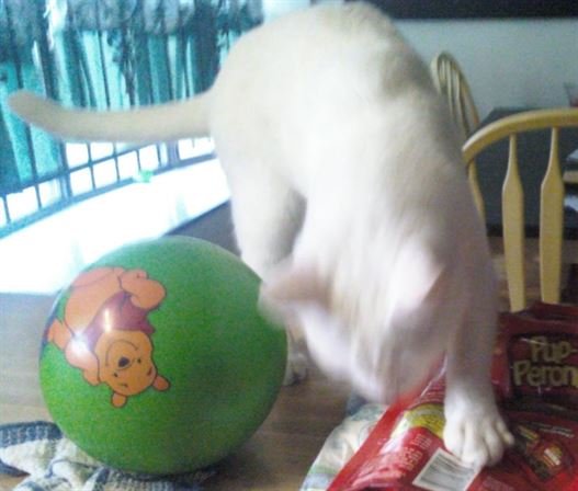 Tammie Marie Hollis Zerko - Photo 144