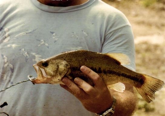 Roger Allen Mease - Photo 19