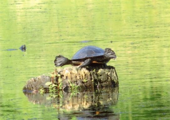 Faye McGee - Photo 89