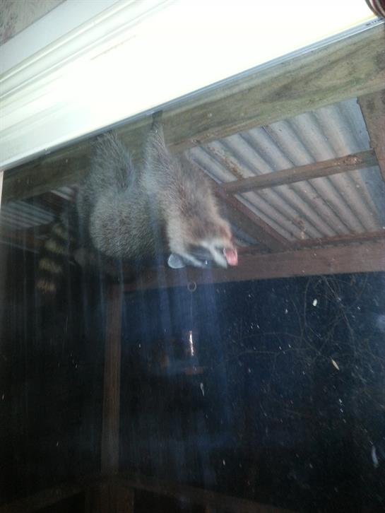 Trisha-Lee "Sharp" Dollery - Photo 35