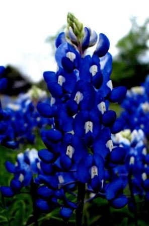 James "Jim" Norton Turpin — photo 23