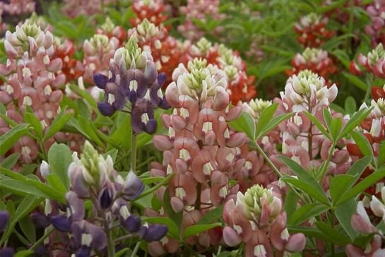 James "Jim" Norton Turpin — photo 32