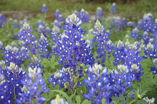 James "Jim" Norton Turpin — photo 66