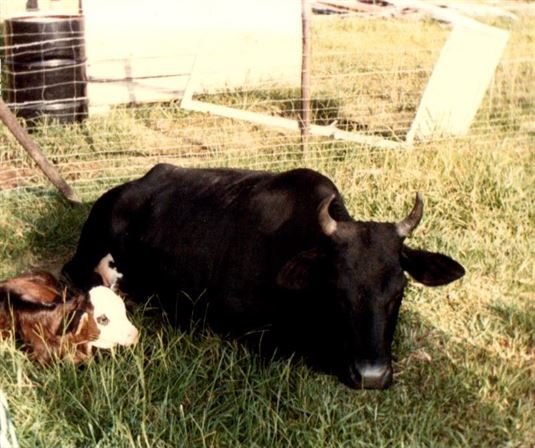 David Lee Trumble - Photo 81