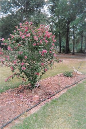 Dora Mae Teal - Photo 11