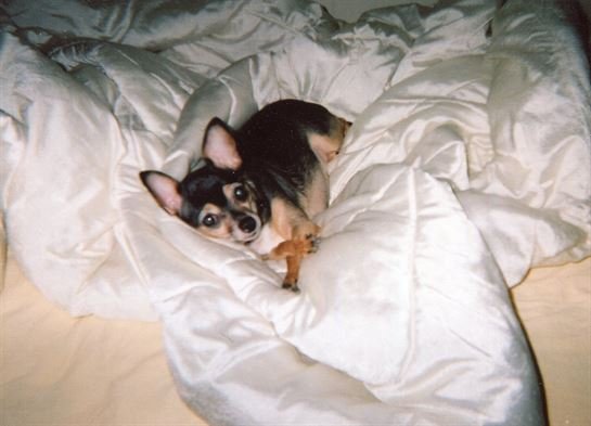 Judyth Cole - Photo 42