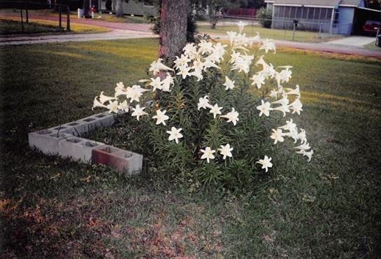 Lorene Ognoskie - Photo 2